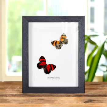 Cynosura Quatre-Vingt-Huit Papillon dans un Cadre (Callicore cynosura)