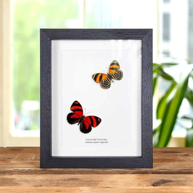 Cynosura Quatre-Vingt-Huit Papillon dans un Cadre (Callicore cynosura)