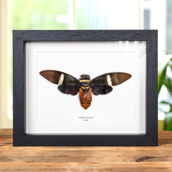 Cicada dans un Cadre (Tosena albata)