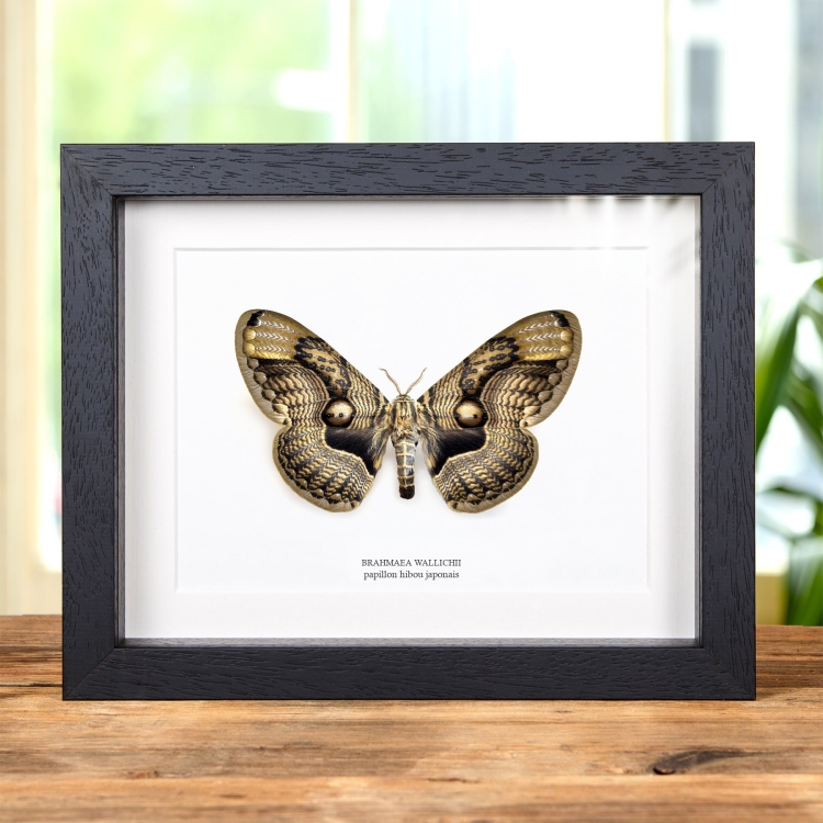 Papillon Hibou Japonais dans un Cadre (Brahmaea wallichii)