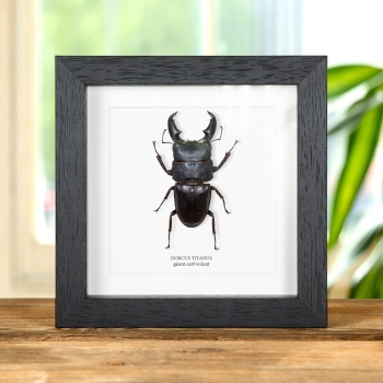 Lucane géant dans un cadre (Dorcus titanus)