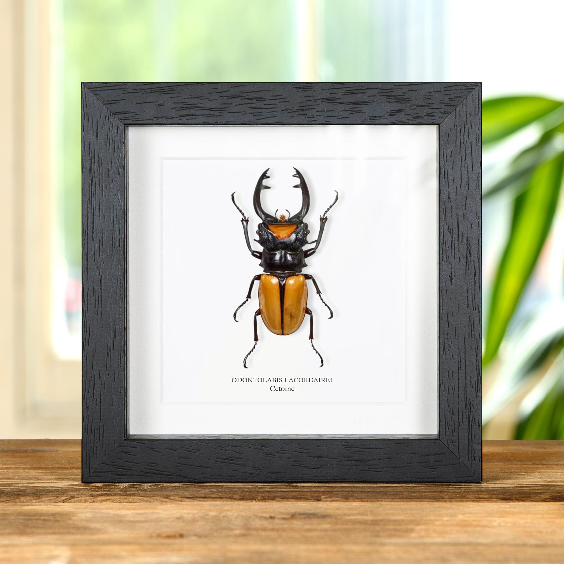 Minibeast Lucane dans un cadre (Odontolabis lacordairei)