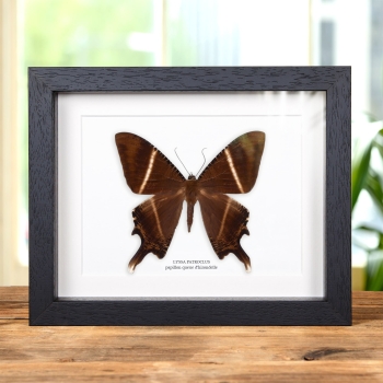 Papillon de nuit à queue d’hirondelle dans un cadre (Lyssa patroclus)