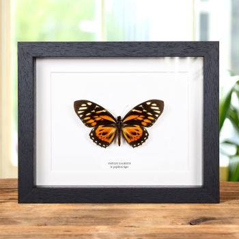 Le Papillon Tigre dans un Cadre (Papilio zagreus)
