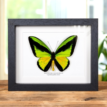Le Goliath papillon oiseau dans un Cadre (Ornithoptera goliath procus)