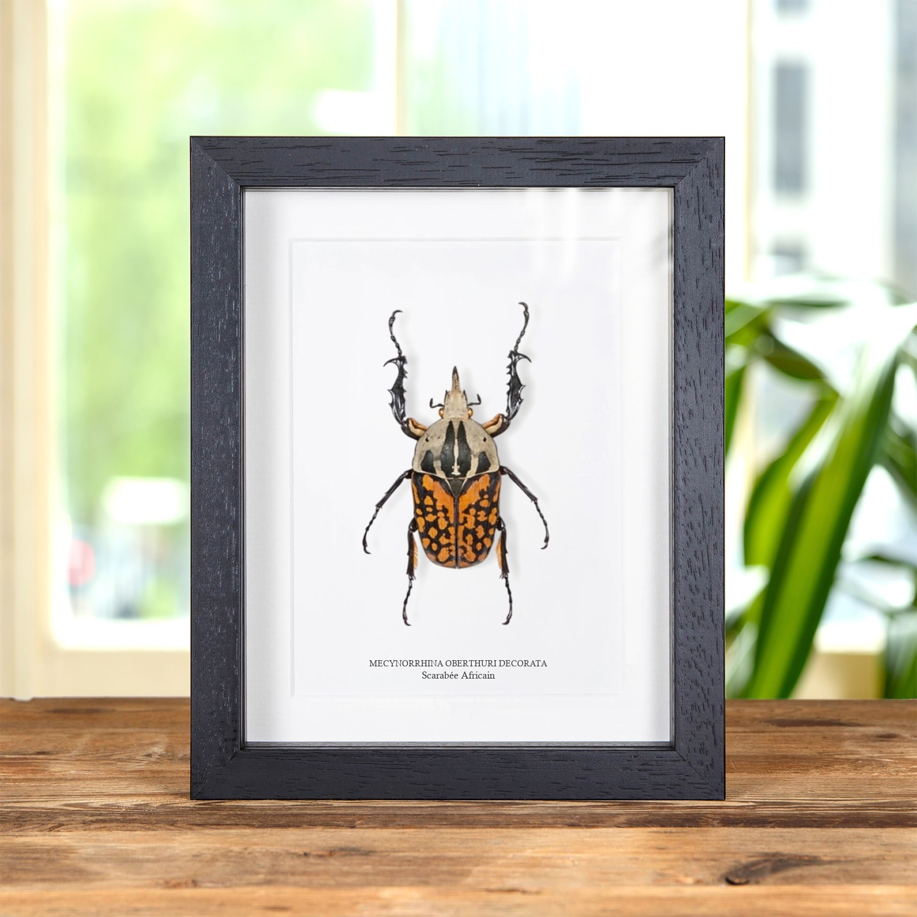 Minibeast Scarabée des fleurs africain XL dans un cadre (Mecynorrhina oberthuri decorata)