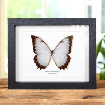 Papillon Morpho Theseus dans un Cadre (Morpho theseus juturna)
