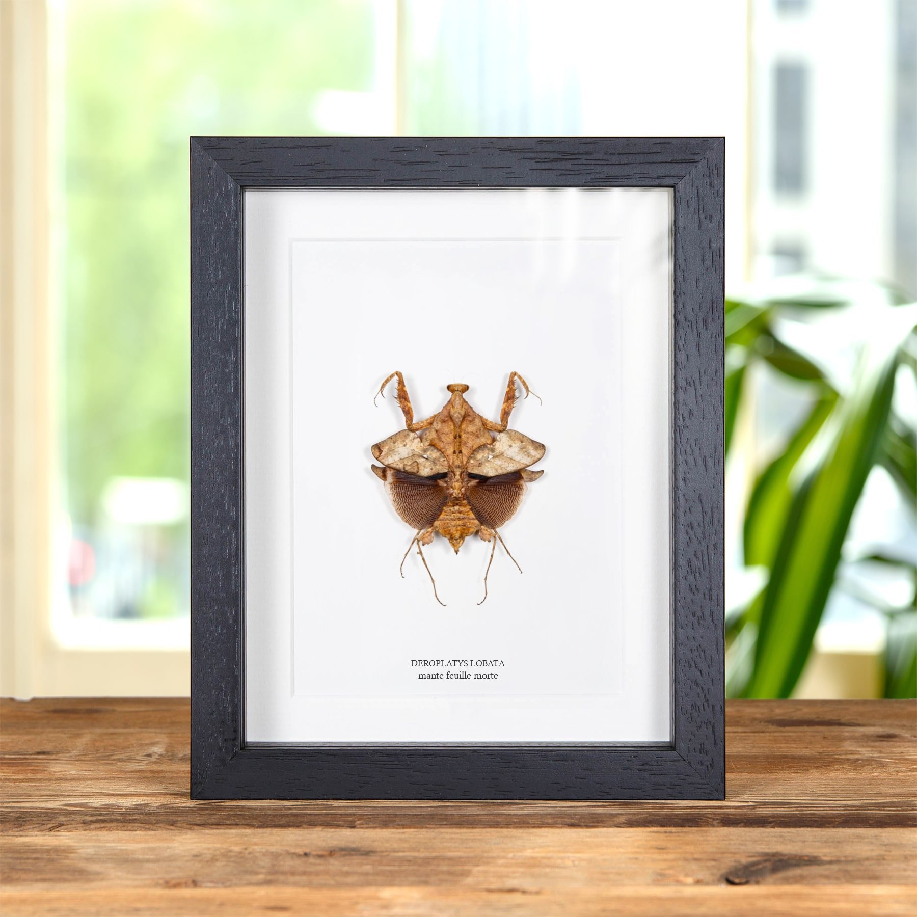 Minibeast Mante Feuille Morte dans un Cadre (Deroplatys lobata)