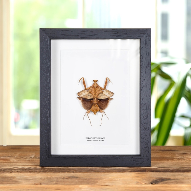 Mante Feuille Morte dans un Cadre (Deroplatys lobata)