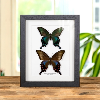 Paire de Paon Chinois dans un Cadre (Papilio bianor dehaani)
