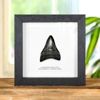 3 pouces Cadre de Fossile de Dent de Requin Mégalodon Noir (Carcharodon megalodon)