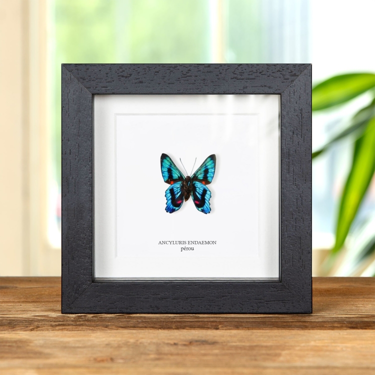 Ancyluris endaemon Papillon Ventral dans un Cadre