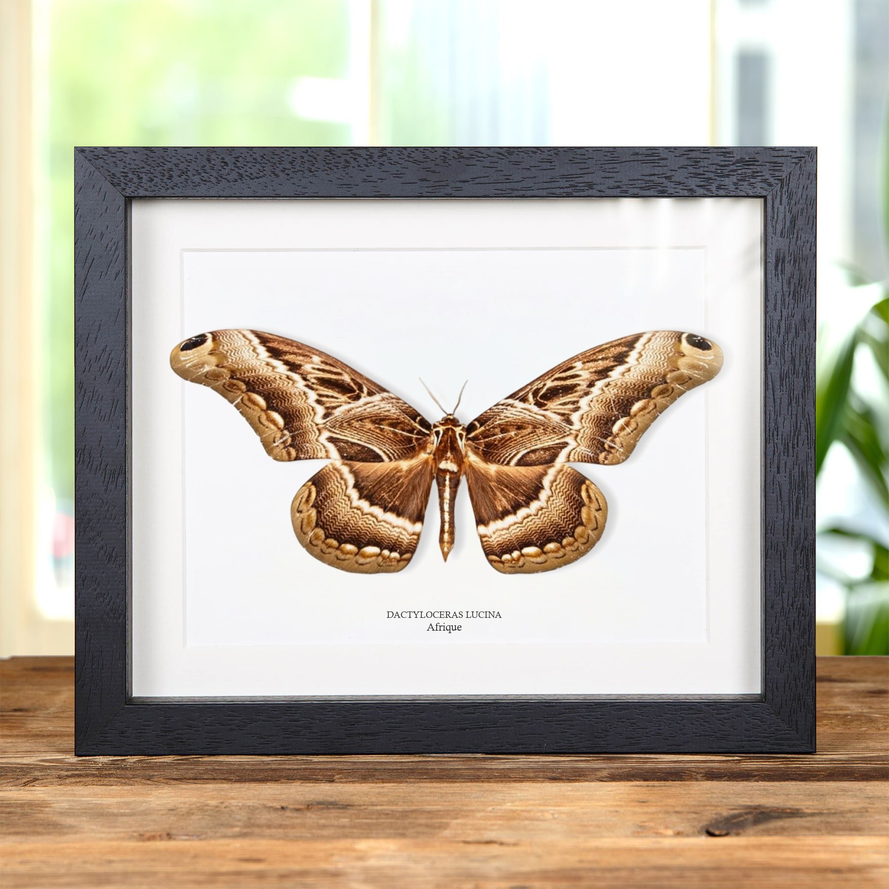 Minibeast Dactyloceras lucina Papillon dans un Cadre D'Afrique