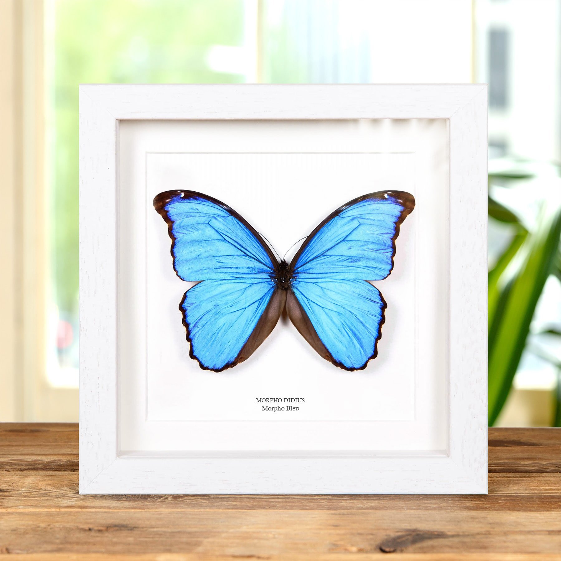 Minibeast Papillon Morpho Bleu (Morpho didius)