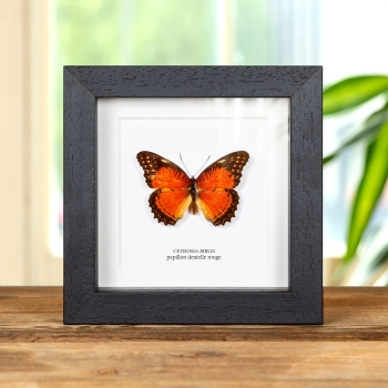 Papillon Dentelle Rouge dans un Cadre (Cethosia biblis)