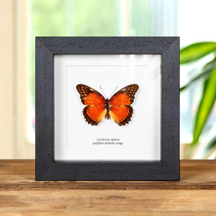 Papillon Dentelle Rouge dans un Cadre (Cethosia biblis)