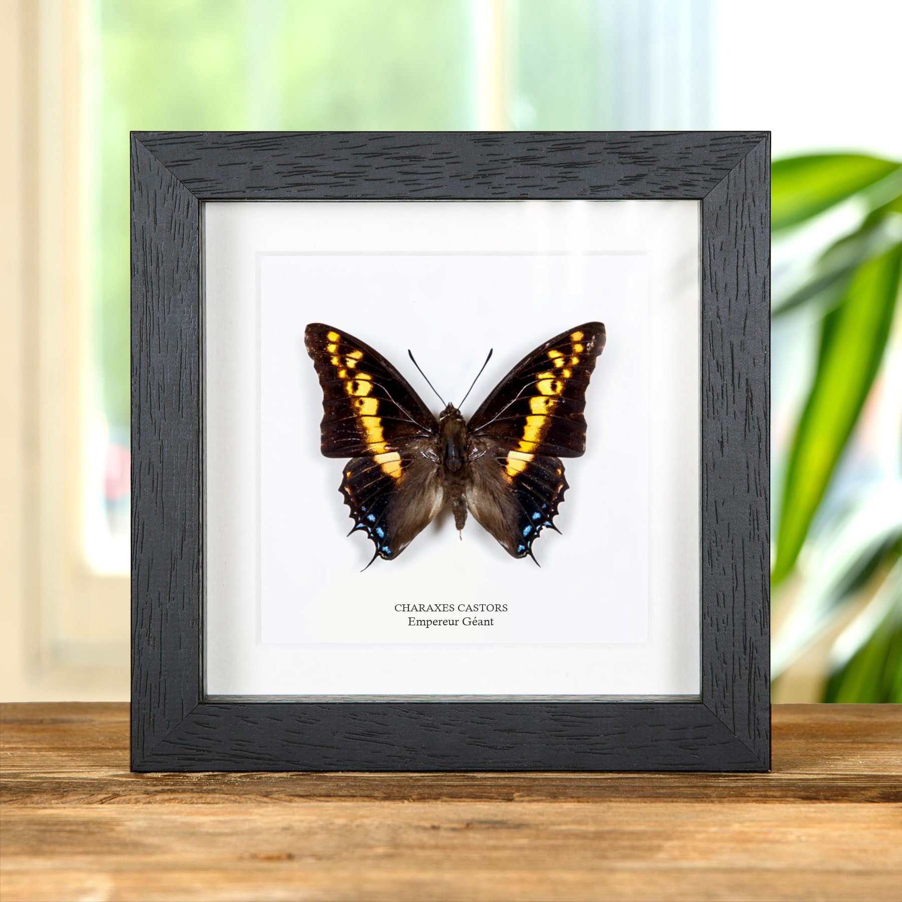 Minibeast Papillon Empereur Géant dans un Cadre (Charaxes castors)