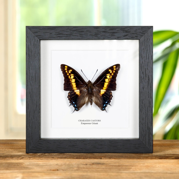 Papillon Empereur Géant dans un Cadre (Charaxes castors)