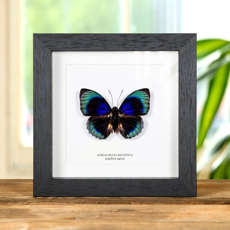 Papillon Agrias dans un Cadre (Agrias beata beatifica)