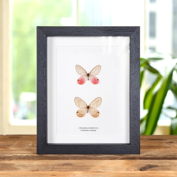 La Paire de Papillons Fantômes Rosissants dans un Cadre (Cithaerias merolina)