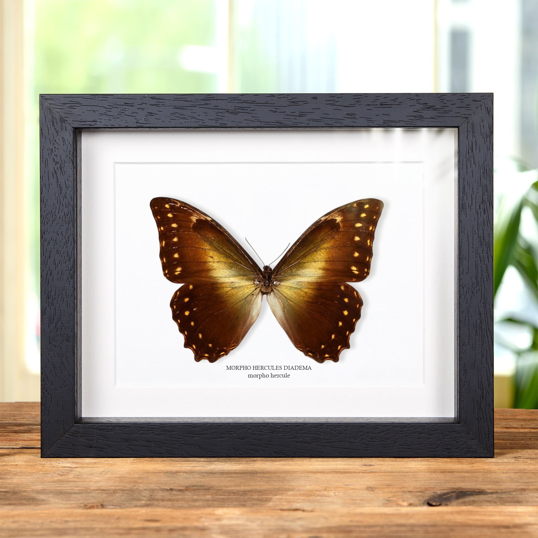 Minibeast Papillon Morpho Hercule dans un Cadre (Morpho hercules diadema)