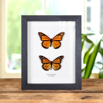 Papillon Monarque Mâle et Paire Femelle dans un Cadre (Danaus plexippus)