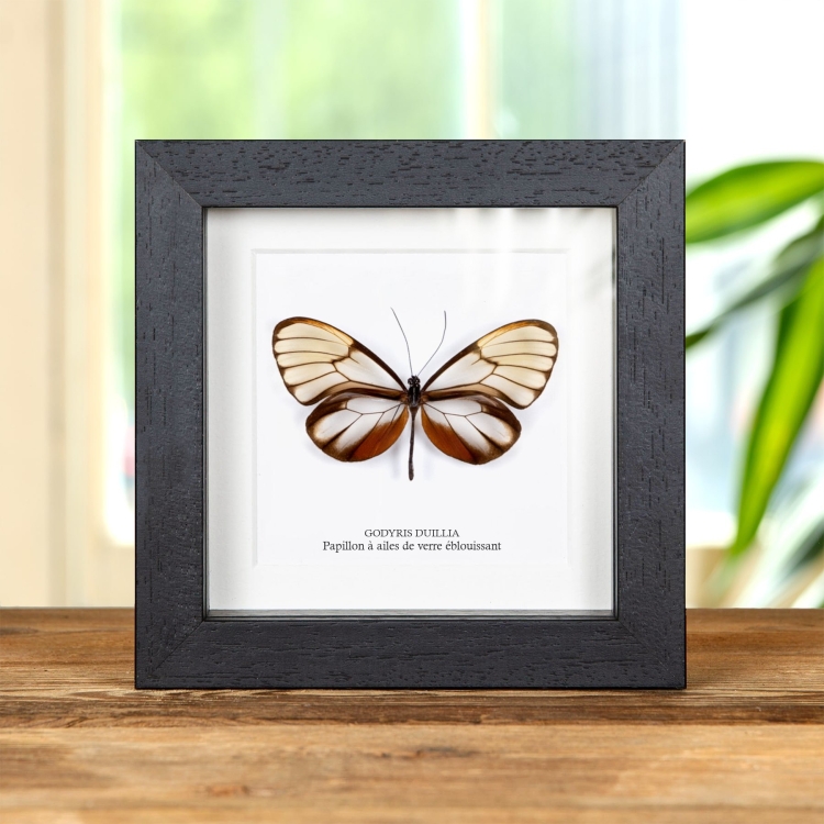 Papillon Dazzling Glasswing Dans Un Cadre (Godyris duillia)