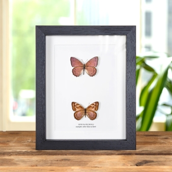 Papillon Nymphe Arbre Lilas Tacheté Mâle et Femelle Paire dans un Cadre (Sevenia pechueli)