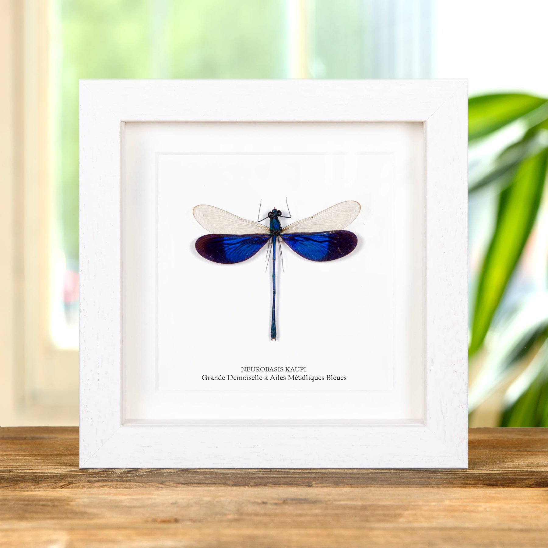 Minibeast Grande Demoiselle à Ailes Métalliques Bleues dans un Cadre (Neurobasis kaupi)