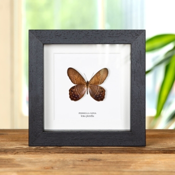 Lena Pierella Papillon dans un Cadre (Pierella lena)