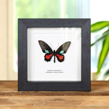 Papillon Cattleheart à Ailes en Lance dans un Cadre (Parides neophilus)