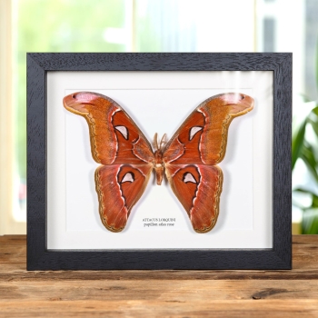 Papillon de nuit Atlas rose dans un cadre (Attacus lorquini)