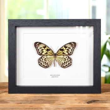 Papillon en Papier de Riz dans un Cadre (Idea leuconoe)