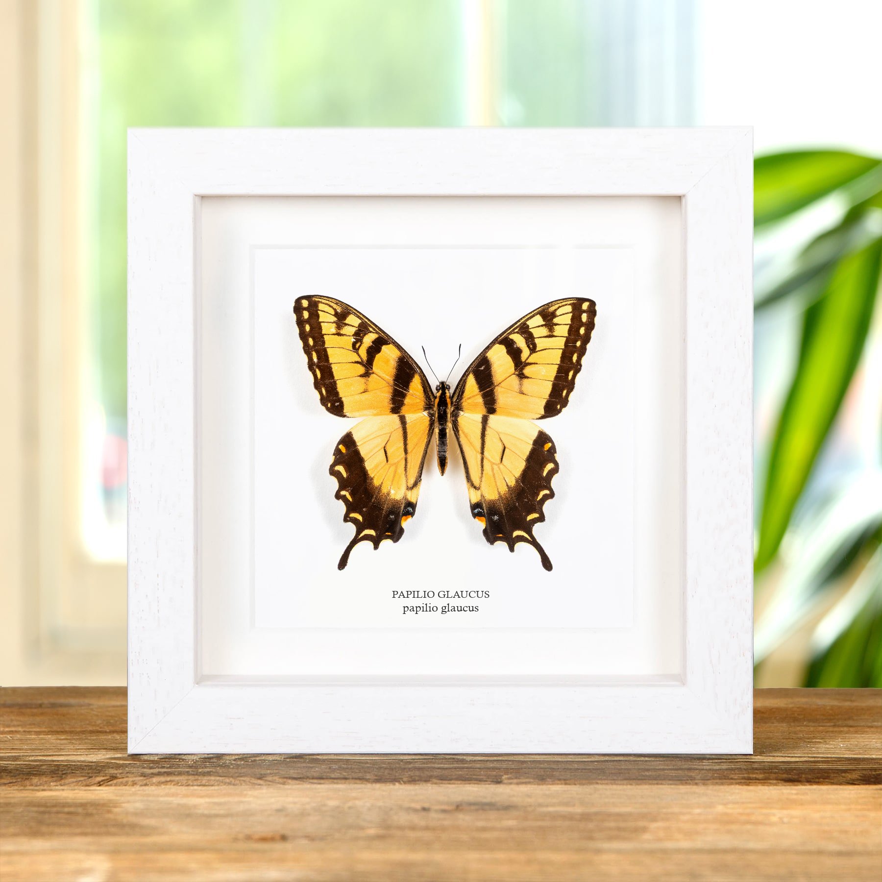 Minibeast Papillon tigré de l’Est dans un cadre (Papilio glaucus)