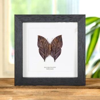 Papillon Feuille Morte dans un Cadre (Kallima inachus)