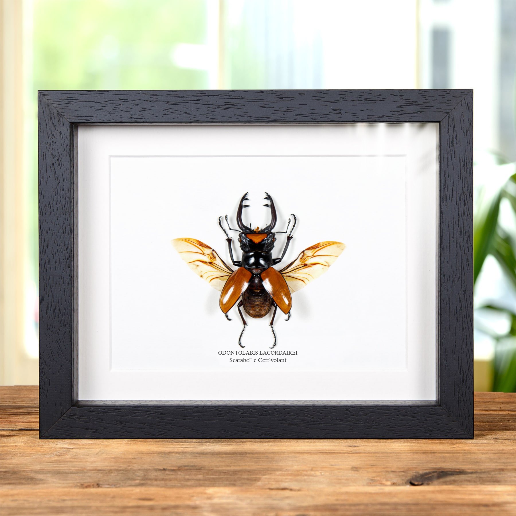 Minibeast ScarabéE Cerf-Volant avec Ailes Écartées dans un Cadre (Odontolabis lacordairei)