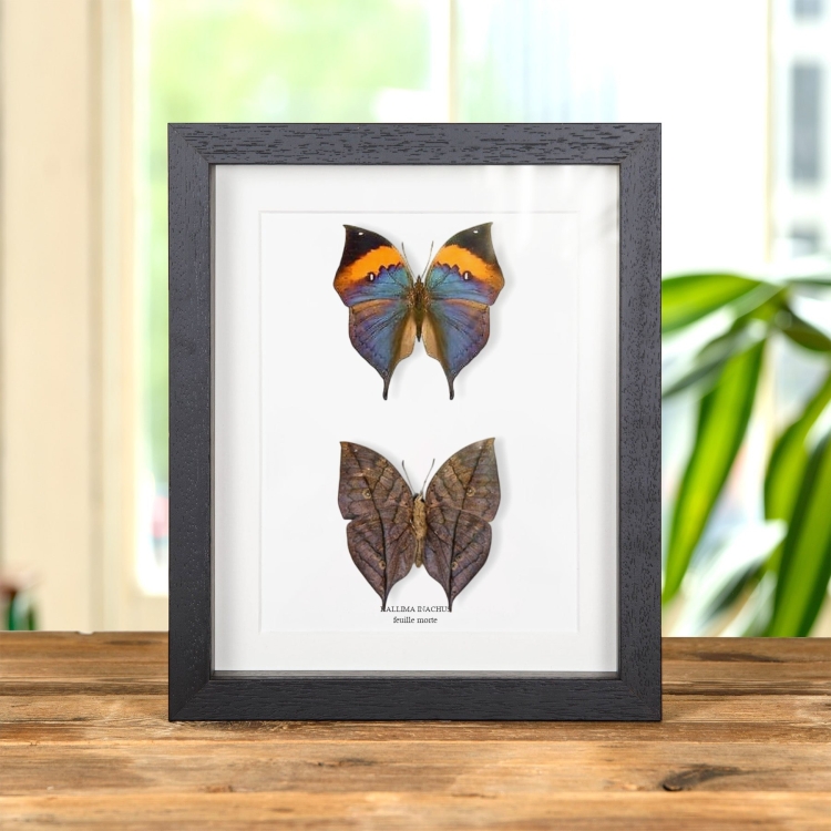 Paire de Papillons Feuilles Mortes dans un Cadre (Kallima inachus)
