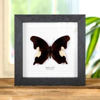 Papillon Hibou Malais dans un Cadre (Neorina lowii)
