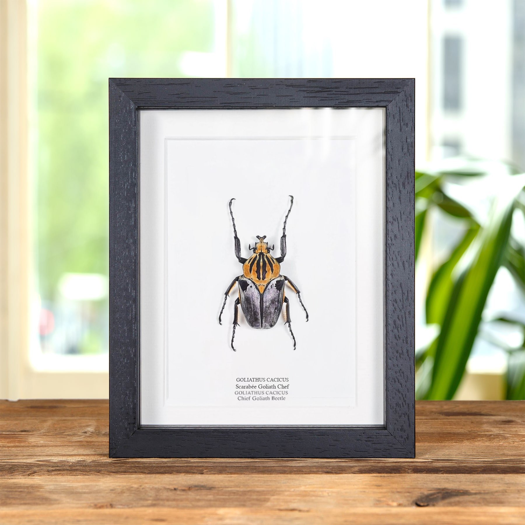 Minibeast Taxidermie Scarabée Goliath Chef dans un Cadre (Goliathus cacicus)