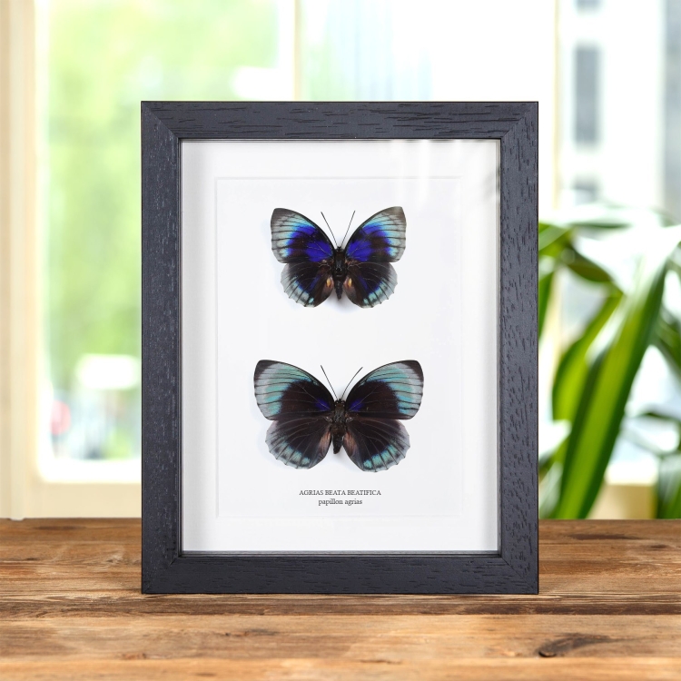 Agrias Papillon Mâle et Femelle Paire dans un Cadre (Agrias beata beatifica)