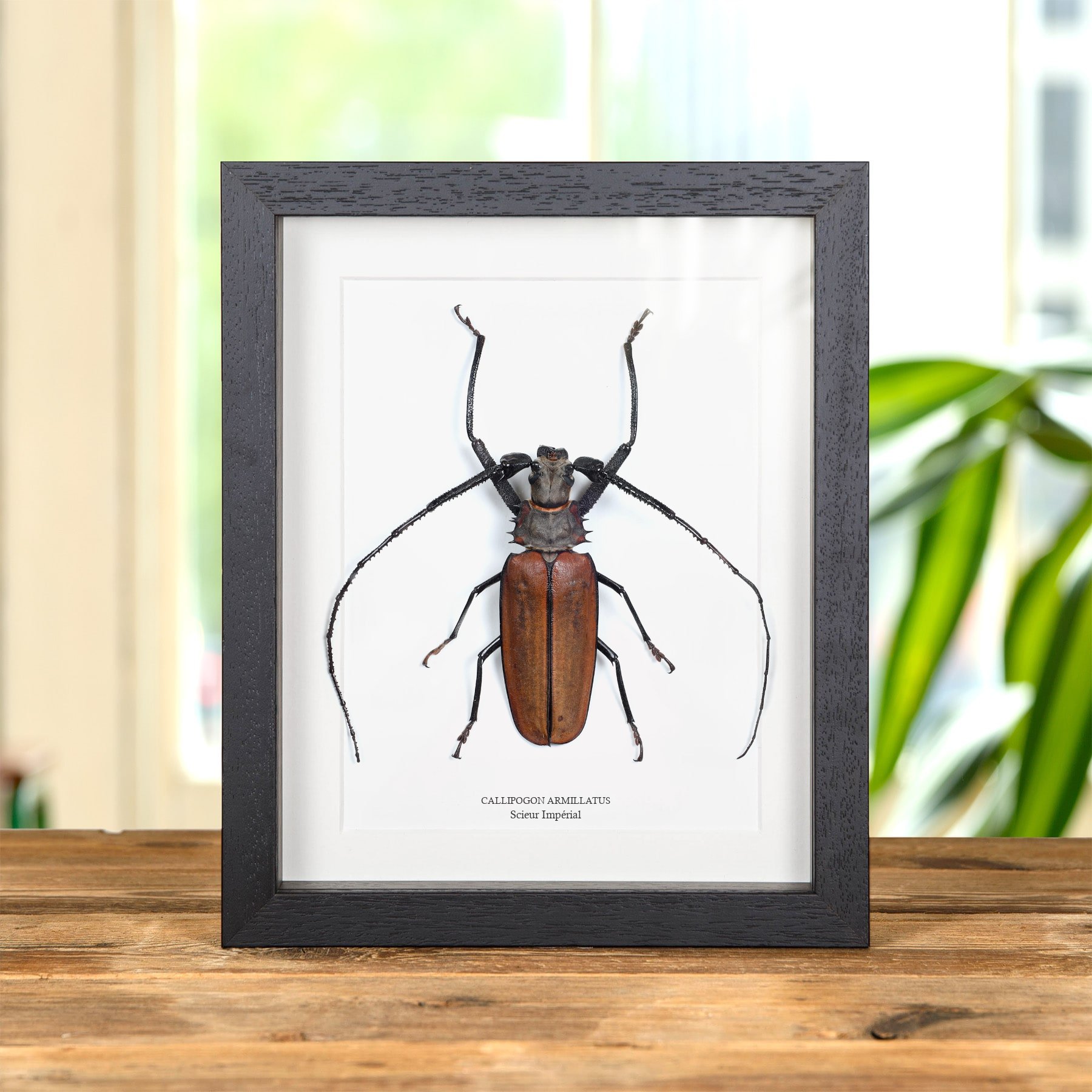 Minibeast Sculpteur Impérial dans un Cadre (Callipogon armillatus)