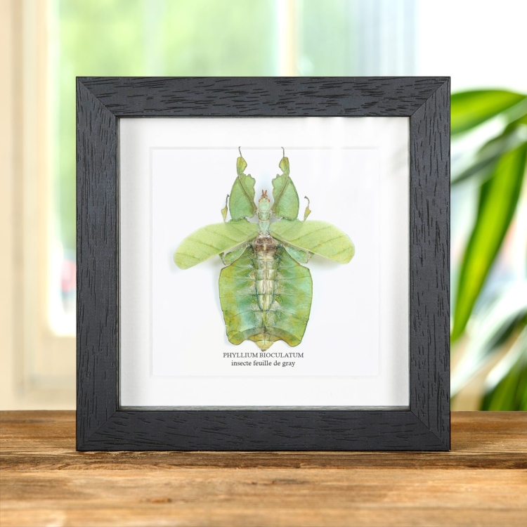 Insecte Feuille de Gray avec Ailes Déployées dans un Cadre (Phyllium bioculatum)
