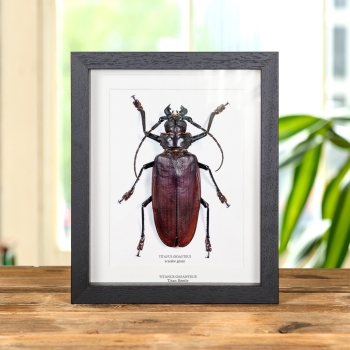 Scarabe Géant dans un Cadre (Titanus giganteus)