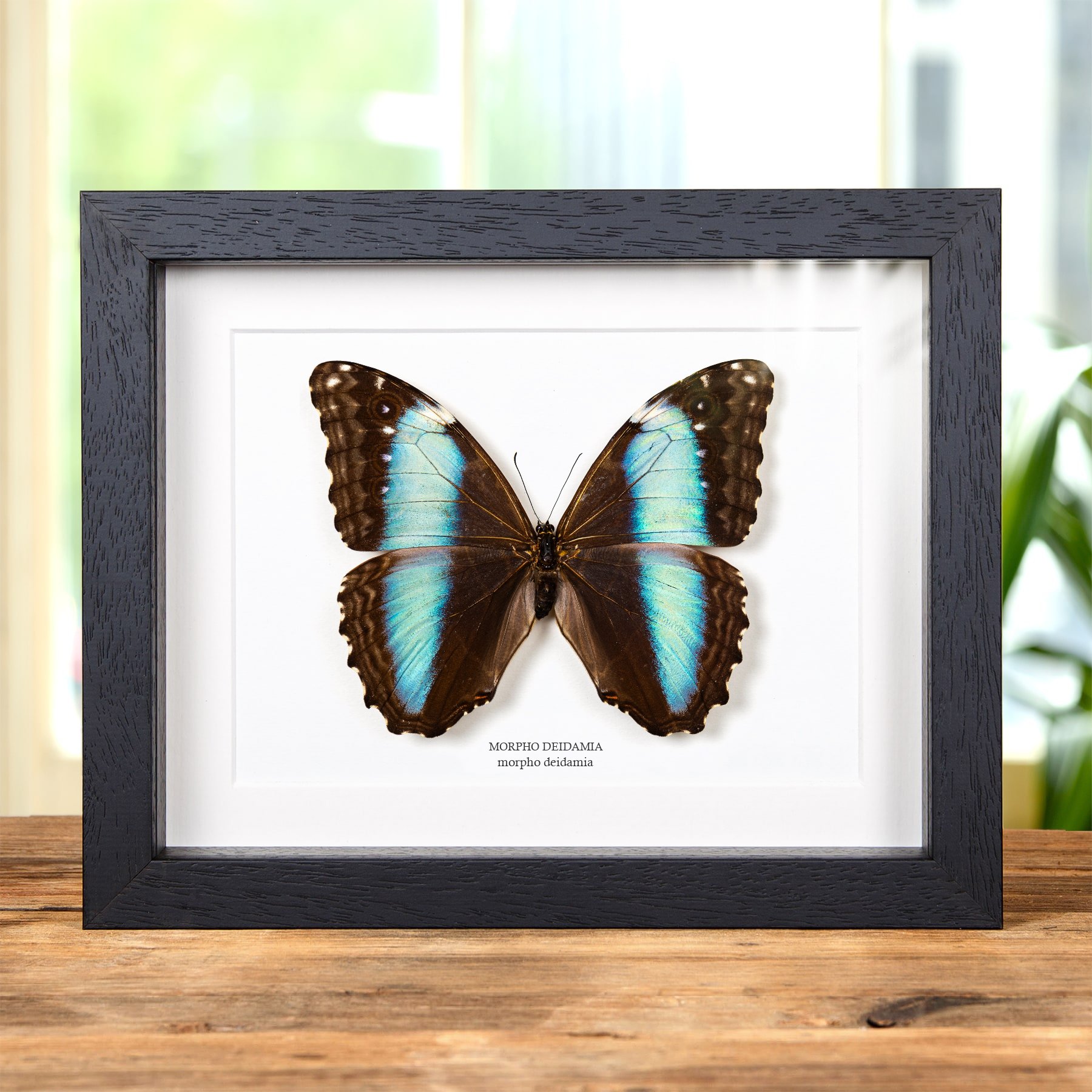 Minibeast Papillon Morpho Deidamia Femelle dans un Cadre (Morpho deidamia)