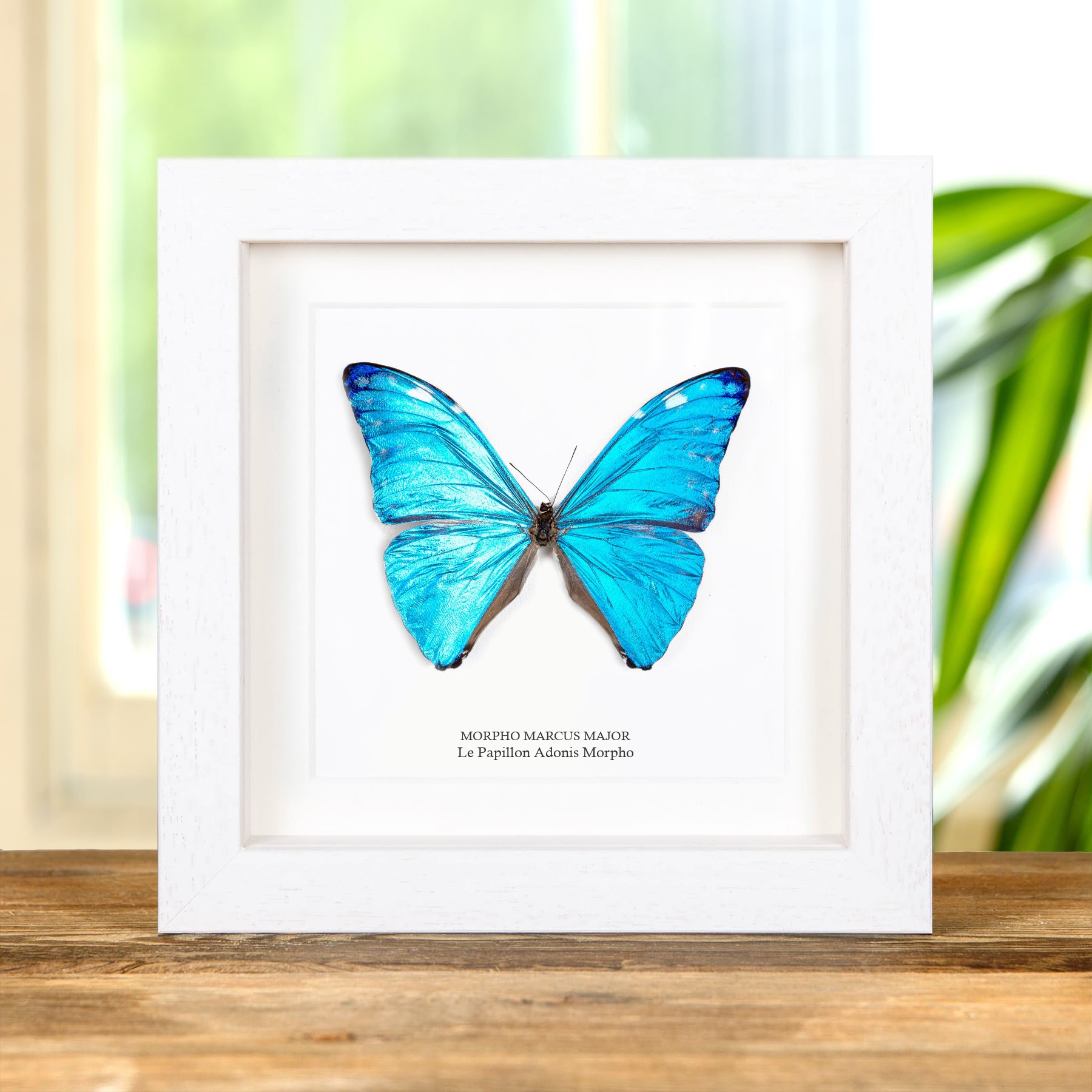 Minibeast Papillon Bleu Adonis Morpho Encadré (Morpho marcus major)