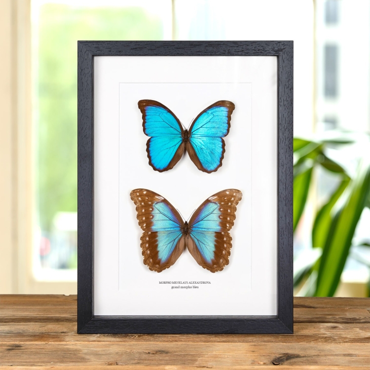 Géant Papillon Morpho Bleu Mâle et Femelle Paire dans un Cadre (Morpho menelaus alexandrovna)