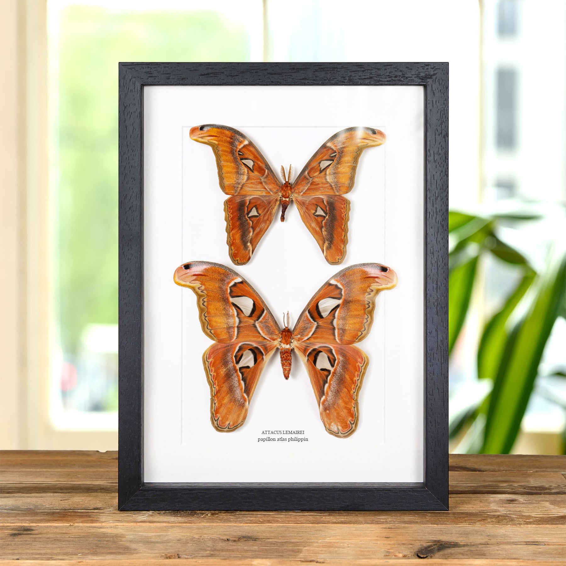 Minibeast Papillon Atlas Philippin Male et Femelle couple dans un Cadre (Attacus lemairei)