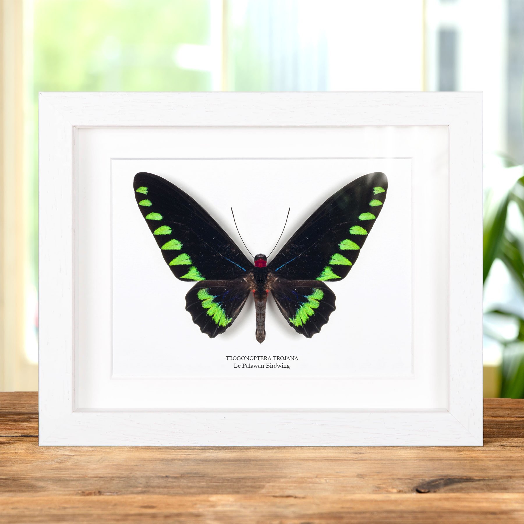 Minibeast Papillon Palawan Birdwing Dans Un Cadre (Trogonoptera trojana)
