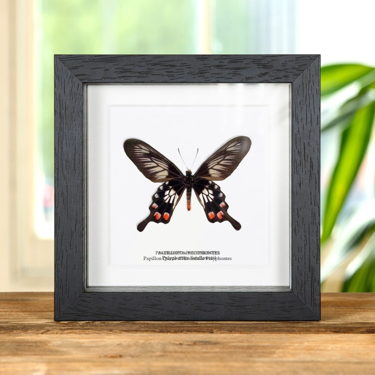 Papillon Queue D'Hirondelle Polyphontes Encadré (Pachliopta polyphontes)
