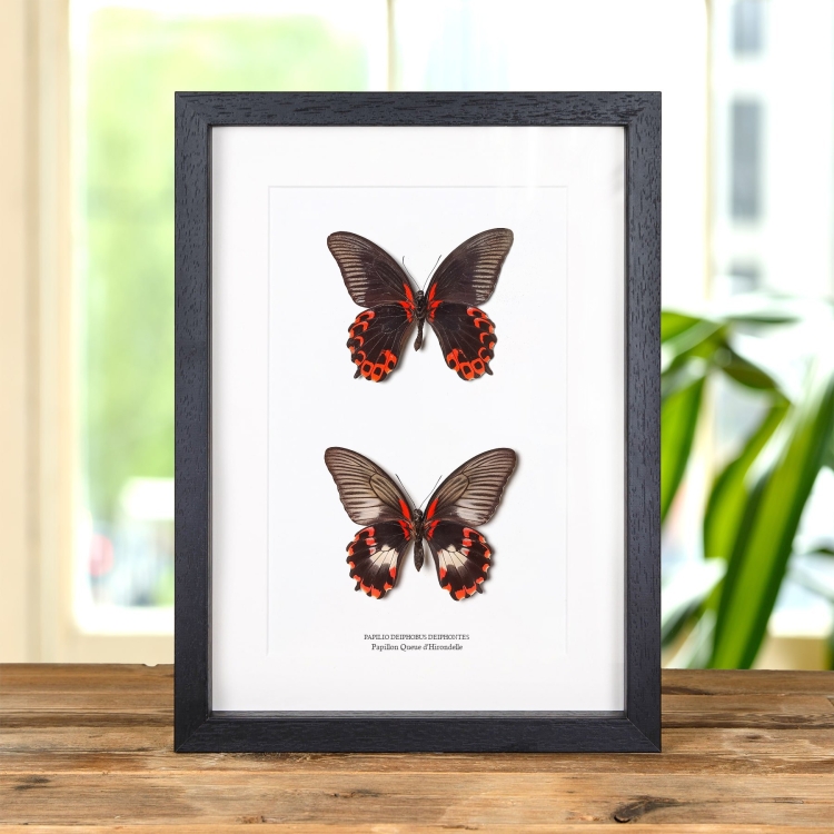 Papillon Queue D'Hirondelle Mâle & Paire Femelle Dans Un Cadre (Papilio deiphobus deiphontes)